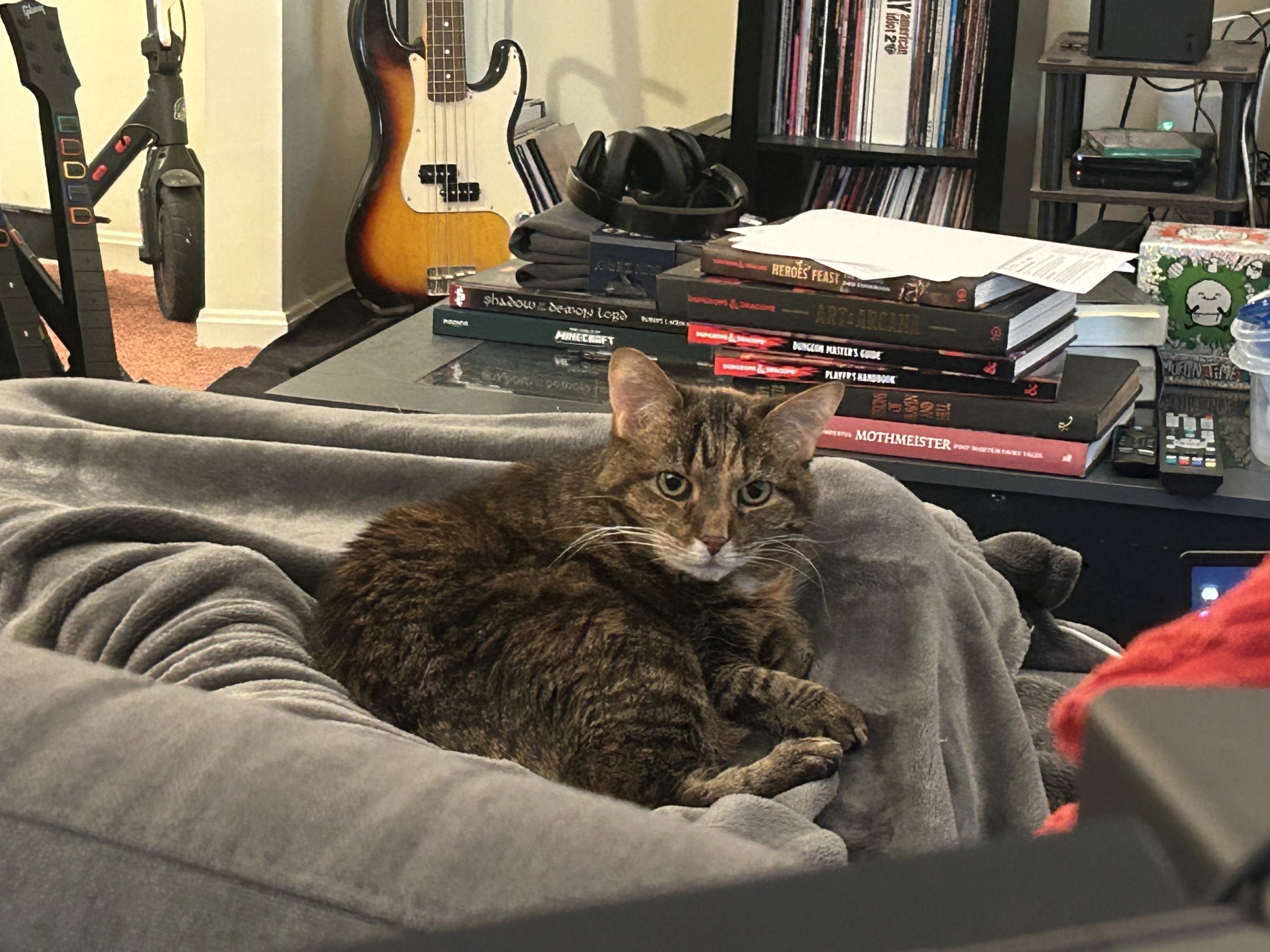 Image of a tabby cat curled up on someone's lap looking at the camera curiously.